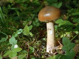 Не ищите здесь смысл. Здесь в основном маразм