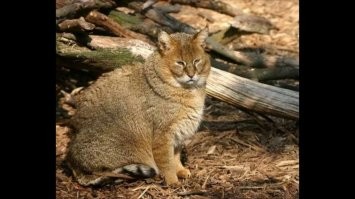 и никакой я не манул, я просто травки куранул .