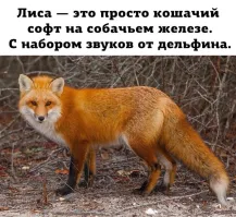 Лисёнок издает забавные звуки