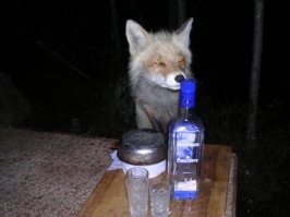 Вот лиса, которая хочет поймать белку.