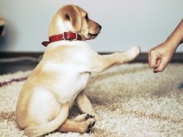 Бездомный пёс обрел новый дом