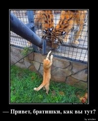 Встреча представителей семейства кошачьих в Дубае