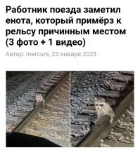 Спасение лебедя с неожиданным финалом