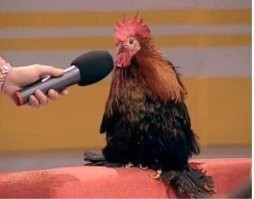 Ко-ко-ко петушара...