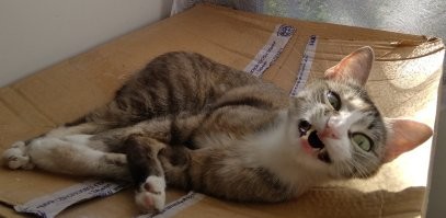 25 прелестных созданий нашей планеты, вид которых поможет восполнить дефицит энергии