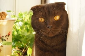 Эх был у меня котэ , чудил так еще телевизор убил насмерть только новый купили да еще мышей гонял по квартире , скинет клетку на пол мыши разбегутся ну и давай их гонять одну до смерти загнал.