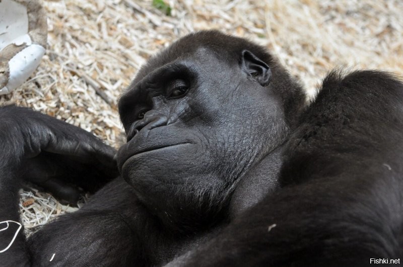 Обитатели Пражского зоопарка))