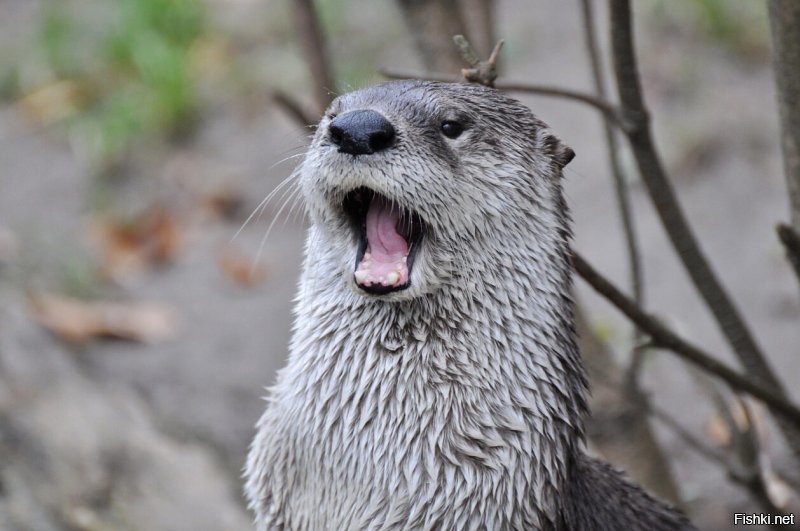 Обитатели Пражского зоопарка))