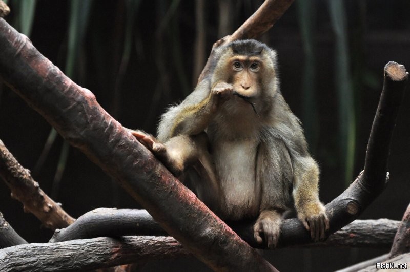 Обитатели Пражского зоопарка))