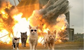 Коты — потенциальные поджигатели