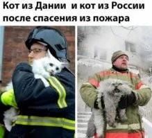 Коты — потенциальные поджигатели