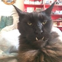 Брутальнее кота-вампира может быть только кот-орк. Лок'тар огар!