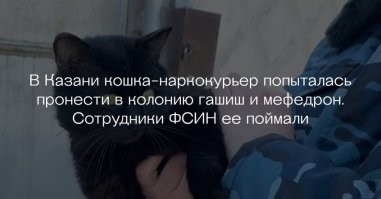 Российским заключённым разрешили заводить в колониях кошек, рыбок и птиц