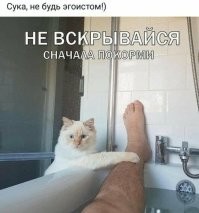 Недовольный голодный кот