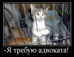 Российским заключённым разрешили заводить в колониях кошек, рыбок и птиц