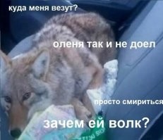На Камчатке женщина погрузила сбитую рысь в машину, невзирая на наличие в ней младенца