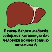 Это если всю печень целиком сожрать или достаточно одного кусочка?

С таким-же успехом можно сказать, что мясо коровы содержит летальную дозу белка