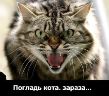 Недовольный голодный кот