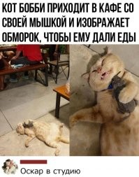 Голодный обморок кота