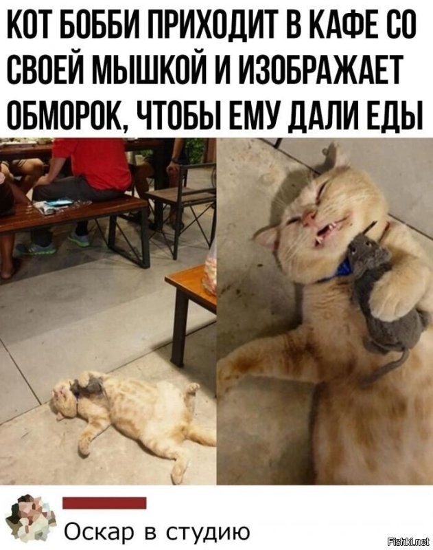 Голодный обморок кота