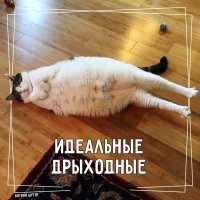 фотогиничность у кошек, -  80 го уровня даже в нелепых позах