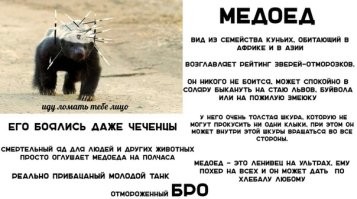 Медоеды тоже хотят ласки
