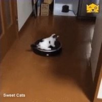 Все коты делятся на две части: Которые бздят робопылесосов, и Которые их используют.