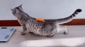 Невыносимая тяжесть быть Иа.