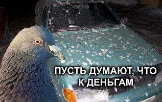 Одна птица разных городов