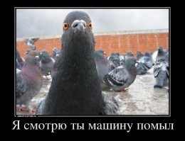 26. Голуби приносят деньги когда....