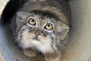 К нему манулы так подходят)