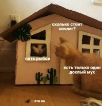 Плати налог: кота-рыбака застали врасплох