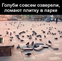 Одна птица разных городов