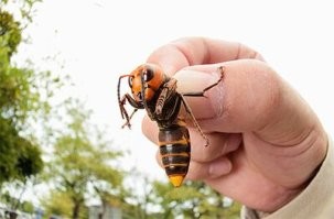Неосторожный мужчина случайно выпустил насекомых