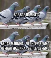 Одна птица разных городов