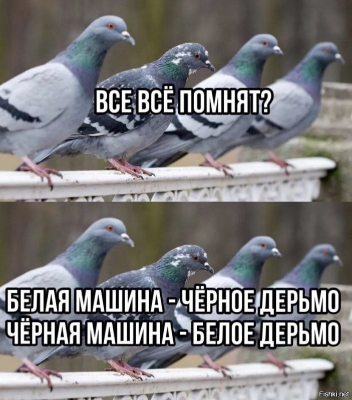 Одна птица разных городов