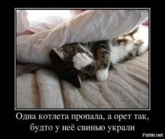 20 котиков – трагиков и комиков