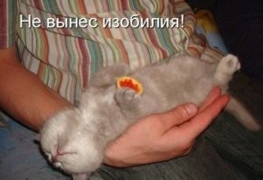 20 котиков – трагиков и комиков
