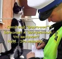 20 котиков – трагиков и комиков