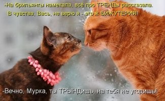 20 котиков – трагиков и комиков