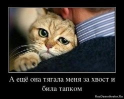 20 котиков – трагиков и комиков