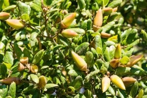 Скорее всего желуди американского дуба.
Они прилично крупнее европейских и вытянутые.