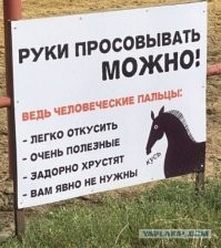 Маленькая девочка кормит лошадь морковкой