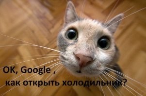 20 котиков – трагиков и комиков