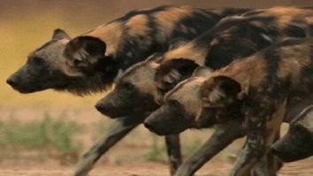 Кому-то сейчас приснится пиз.ец.