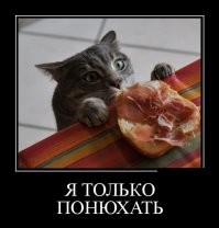 Котик из этого видео не может понять, почему еда не попадает ему в рот