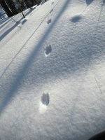 Это очень крупный и сраашный копытный хищник типа рыси! (Шутка).
Горностай это. Или ласка.