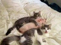 Один свою ещё не съел? )