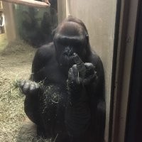 Полиглот, который знает 60 языков и редкие диалекты, решил пообщаться с обезьянами