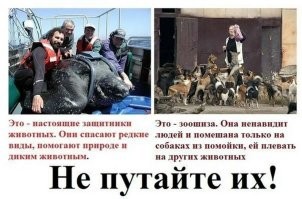 В Ростове-на-Дону мужик защитил женщину с ребёнком от стаи голодных псов